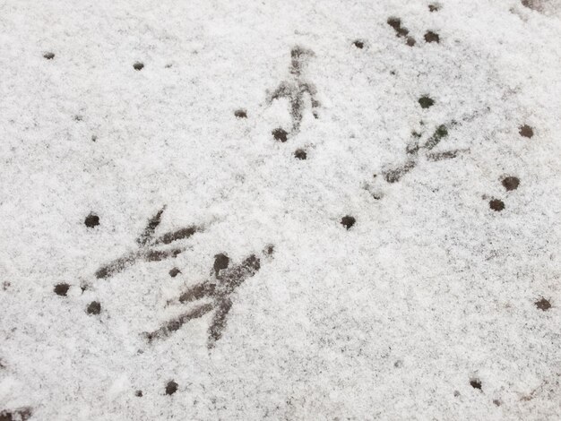 Huellas de pájaro Huellas de pájaro en la nieve que se derrite