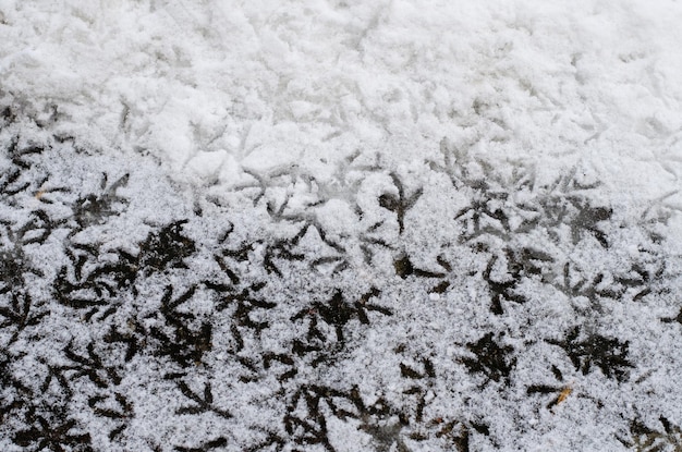 Huellas de pájaros en la nieve Las huellas pertenecen a la paloma Los pájaros hambrientos caminan en la nieve en busca de comida