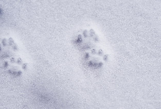 Huellas de patas de mascotas en la nieve