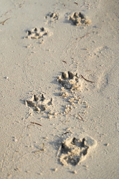 Las huellas de un perro en la arena de la playa