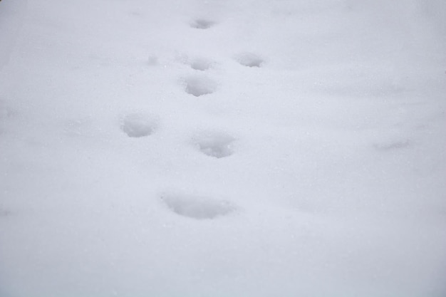 Huellas de perro en el concepto de invierno de nieve