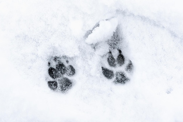 Huellas de un perro en el fondo de la nieve Foto de alta calidad