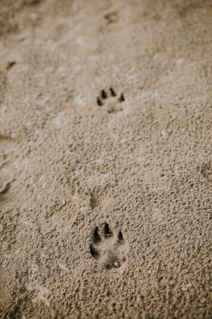 Huellas de perro mascota lindo en la arena de la playa