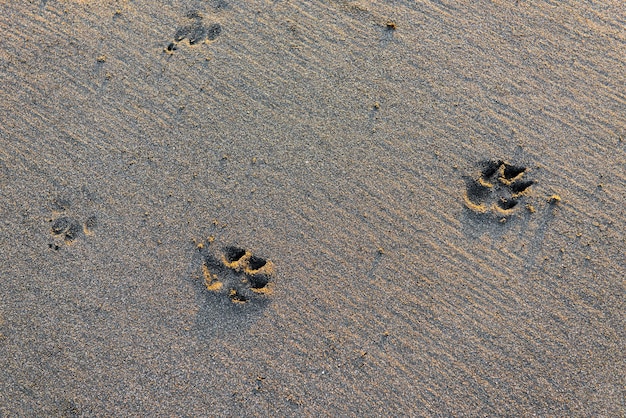 Huellas de perros en la arena