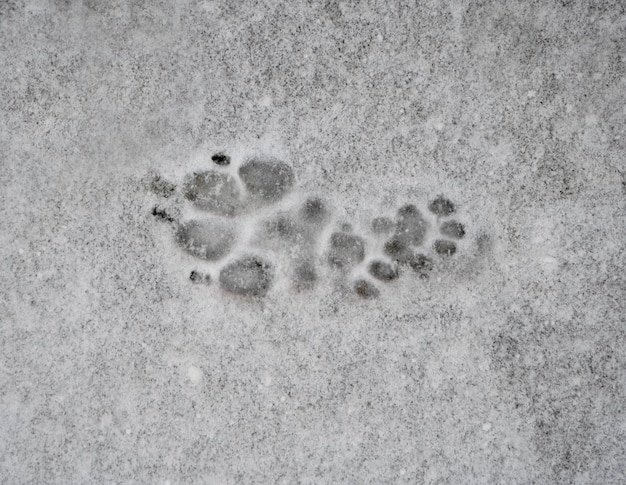 Foto huellas de perros en la nieve