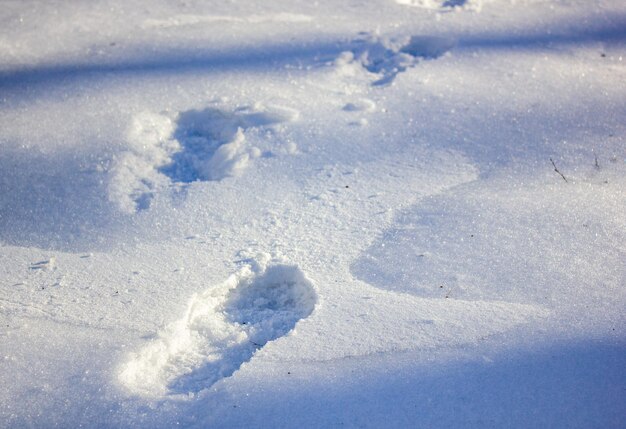 Foto huellas de pies humanos en la nieve en el bosque huellas de botas en la nieves