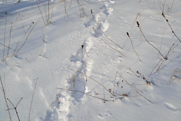 Huellas de zapatos sobre una superficie nevada en la naturaleza al aire libre, día.