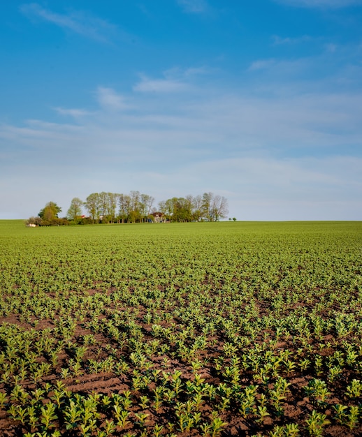 Hülsenfrüchte, Bohnen, Fava, Flora, Ackerbohnen, Feld im Frühjahr. Landwirtschaftsansicht mit einer Insel der Bäume in der Mitte des Feldes