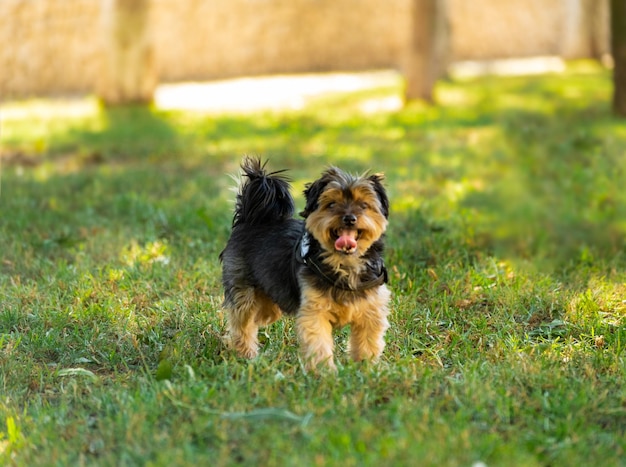 Hündchen auf dem Gras im Park