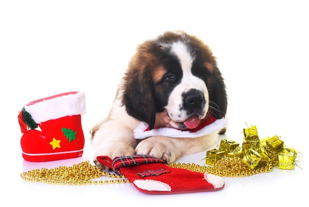 Hündchen Bernhardiner vor weißem Hintergrund und Weihnachten