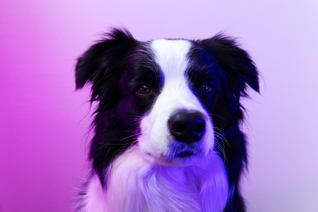 Hündchen-Border-Collie auf mehrfarbigem Studiohintergrund in Neon-Gradienten-Rosa-Lila-Blau-Licht-Cu