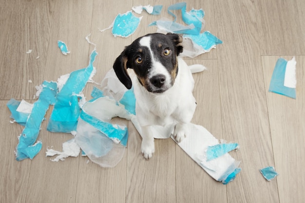 Hündchen, das neben dem Training mit Einwegpads sitzt. Hunde Unfug.