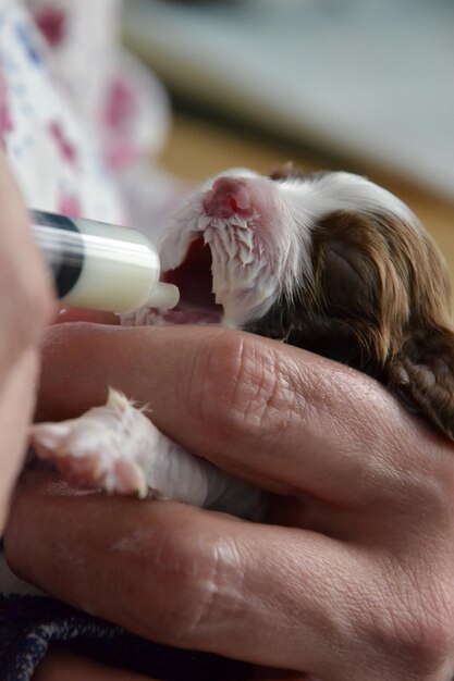 Foto hündchen, die von der hand gefüttert werden