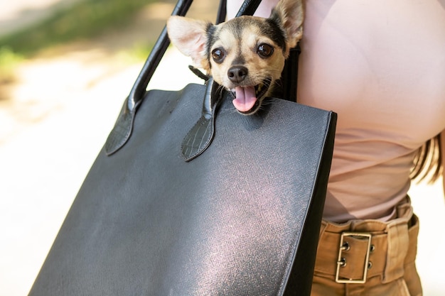 Hündchen schaut aus einem baga kleiner Terrier geht in einem Träger auf die Hände des Besitzers