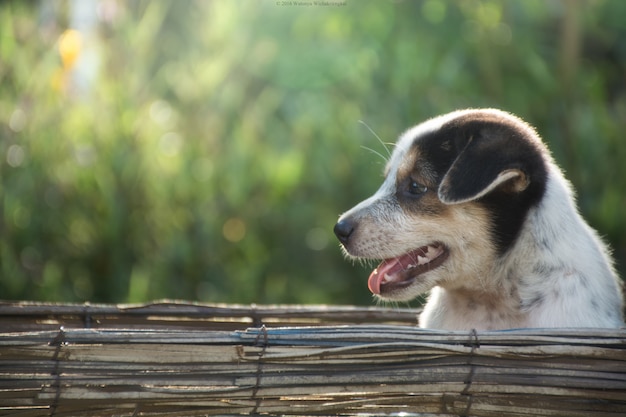 Foto hündchen