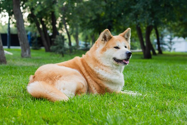 Hündin der japanischen Rasse Akita Inu mit weißem und rotem, flauschigem Fell, das auf grünem Gras liegt