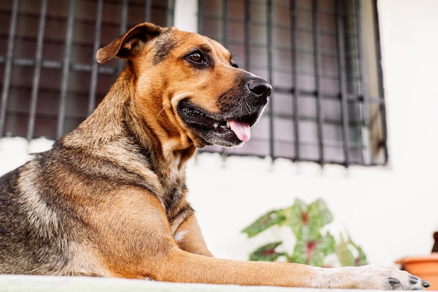 Hündin mit herausgestreckter Zunge