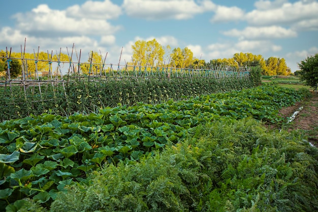 Foto huerta con zanahorias y remolachas verdes