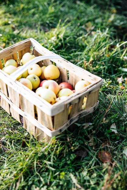 huerta de cosecha de frutas de manzana de jardinería urbana