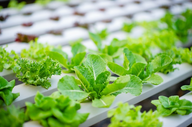 Huerta de ensalada orgánica