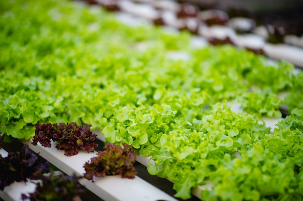 Huerta de ensalada orgánica