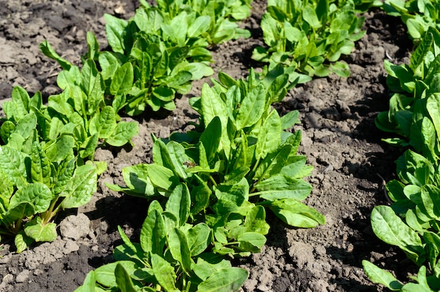 Huerta con hierbas. El joven alazán crece en la tierra.