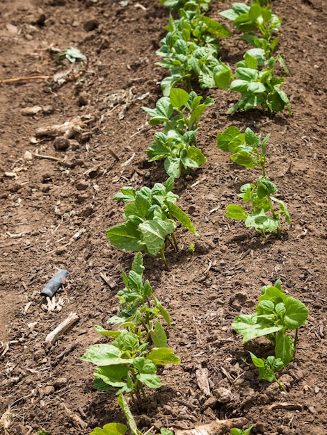 Huerta orgánica en el lejano.