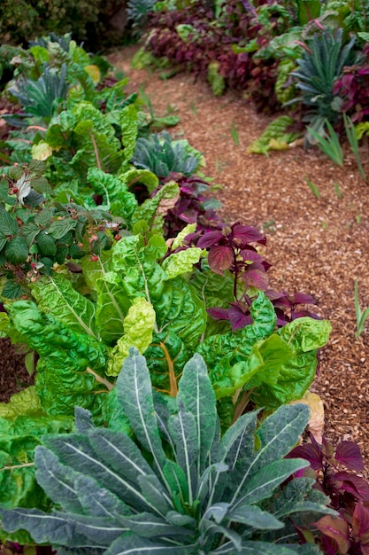 Huerta en un parque