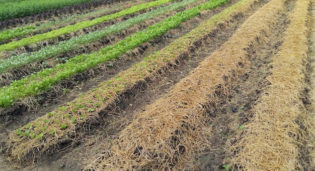 Huerta con plántulas y verduras jóvenes