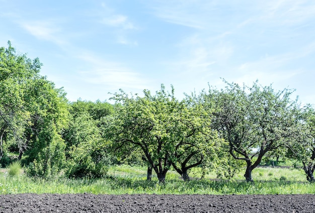 huerta en primavera