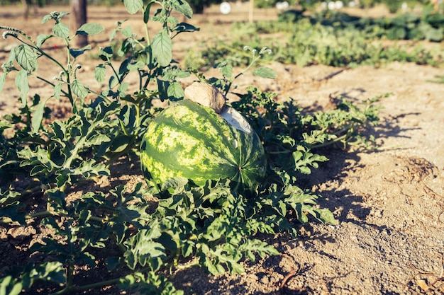 Huerta con sandías plantadas