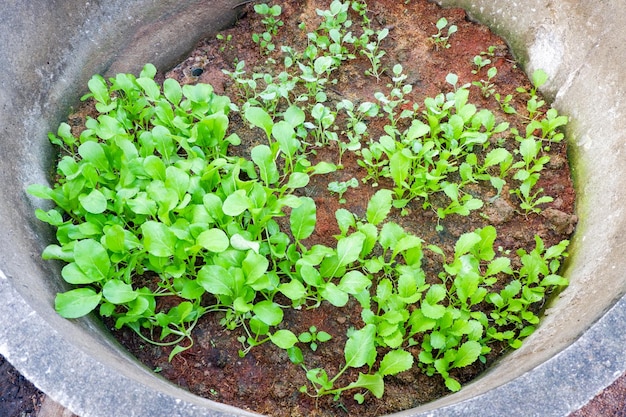 Huerta del suelo hojas de mostaza lechuga horticultura con hoja de hojas de mostaza plantación de vegetales frescos en el suelo en el jardín del patio trasero jardinería ecológica naturaleza granja de vegetales