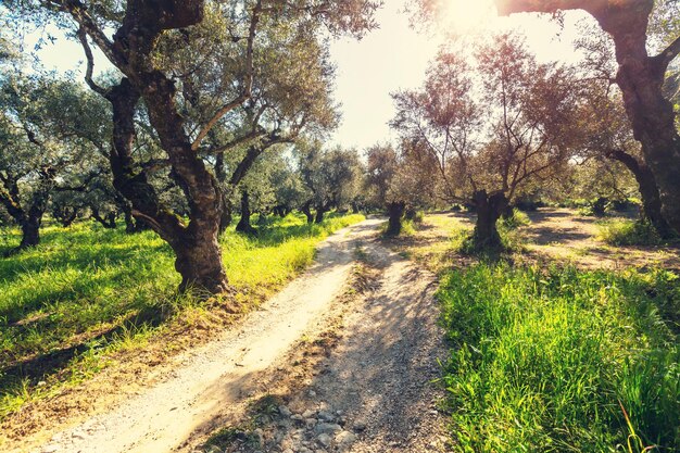 Huerto de aceitunas