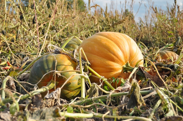 Huerto de calabazas en el campo