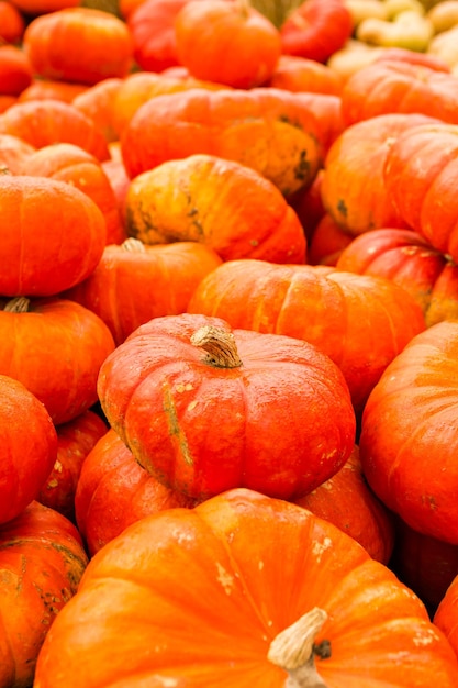 Huerto de calabazas en el soleado día de otoño.