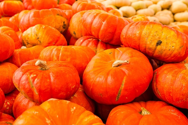 Huerto de calabazas en el soleado día de otoño.