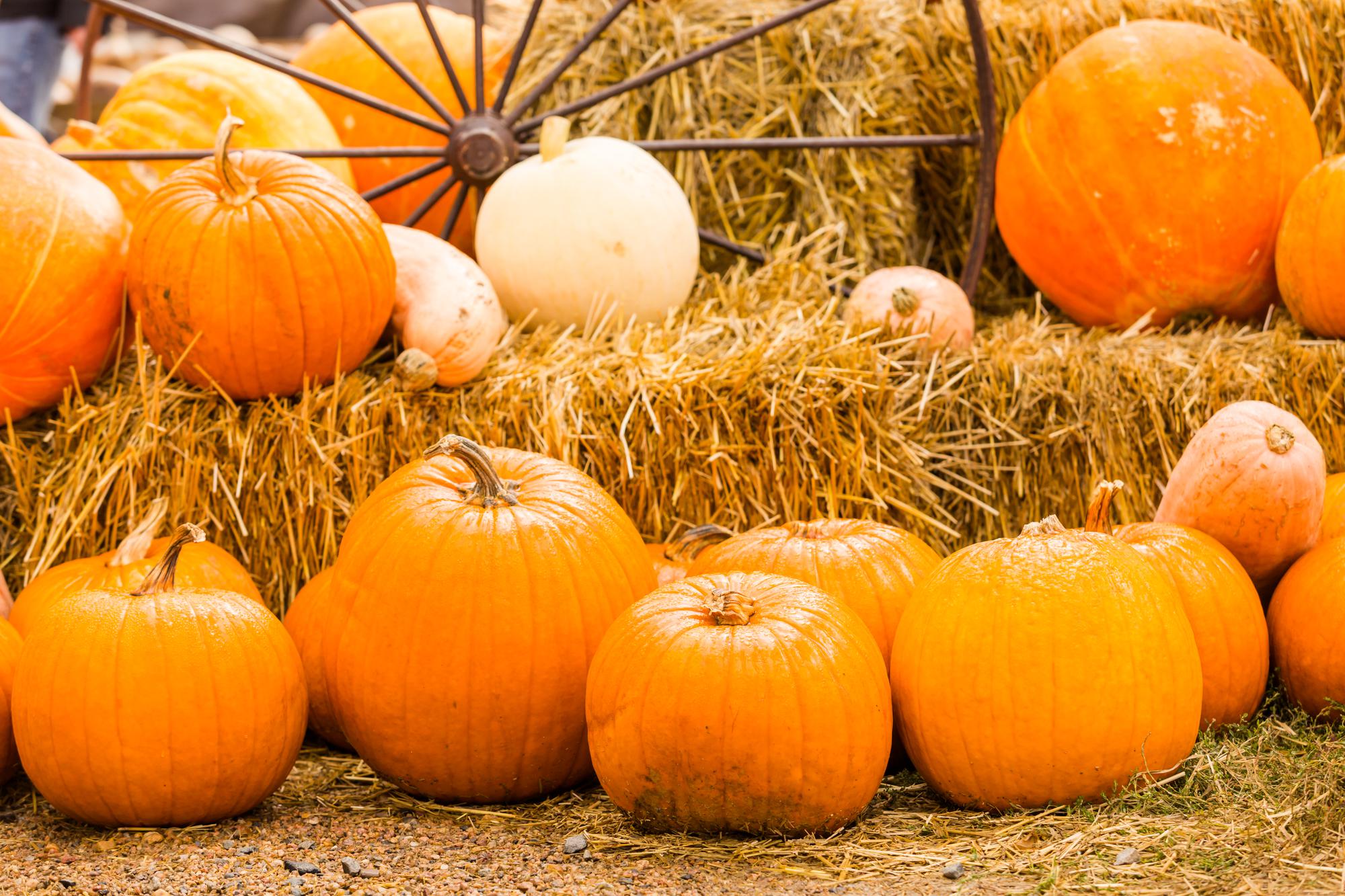 Huerto de calabazas en el soleado día de otoño.