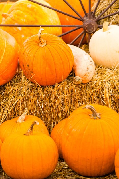 Huerto de calabazas en el soleado día de otoño.