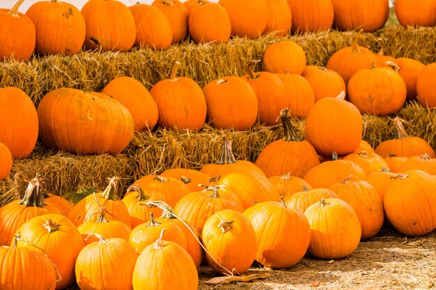 Huerto de calabazas en el soleado día de otoño.