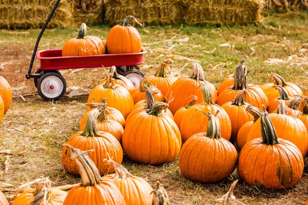 Huerto de calabazas en el soleado día de otoño.