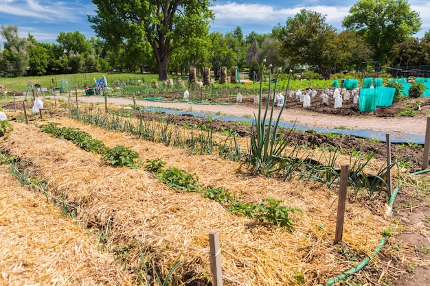 Huerto comunitario de hortalizas orgánicas a principios de verano.