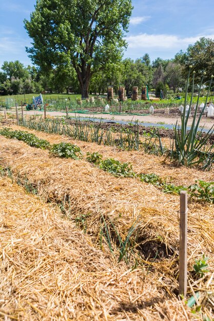 Huerto comunitario de hortalizas orgánicas a principios de verano.