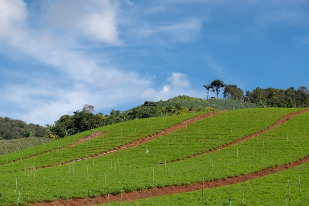 Huerto ecológico en la colina.