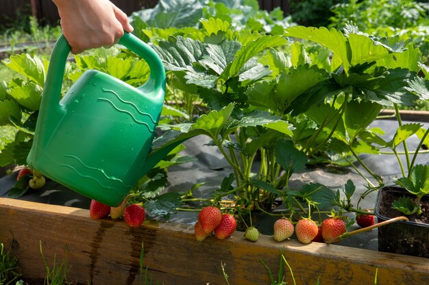 Huerto ecológico con riego y pequeñas plantas en jardín.