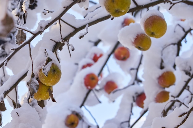 Un huerto durante los elementos y el mal tiempo Una gran capa de nieve en las manzanas