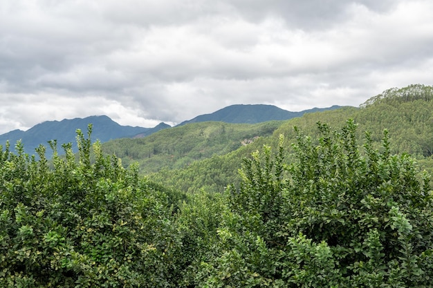 El huerto está lleno de pomelos verdes.