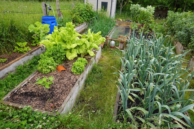 Huerto familiar orgánico Camas de madera para cultivar verduras en el jardín trasero Huerta