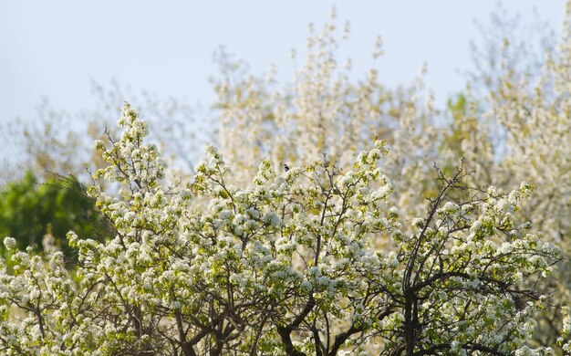 Huerto floreciente Temprano en la mañana de primavera