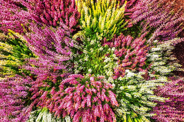 Huerto con flores de brezo Arreglo de otoño Fondo floral Decoración de tumba Vista superior