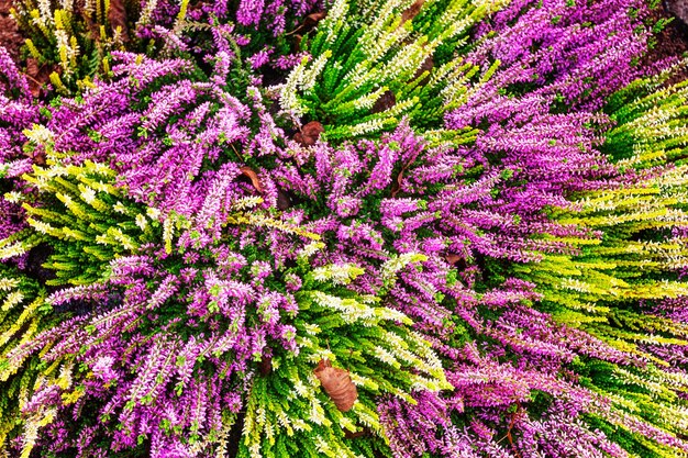 Huerto con flores de brezo rosa y blanco. Arreglo de otoño. Fondo floral. Decoración grave. Vista superior